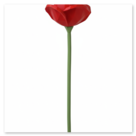 Ein Rose.<br />Farben: Grün, Rot<br />Gedruckt mit 0,4 mm Düse