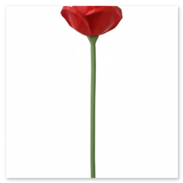 Ein Rose.<br />Farben: Grün, Rot<br />Gedruckt mit 0,4 mm Düse